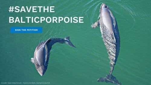 zdjęcie dwóch morświnów w morzu, z napisem #SAVETHEBALTICPORPOISE