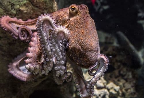 photo of an octopus