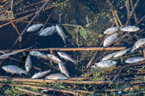 Fishes dying in the water