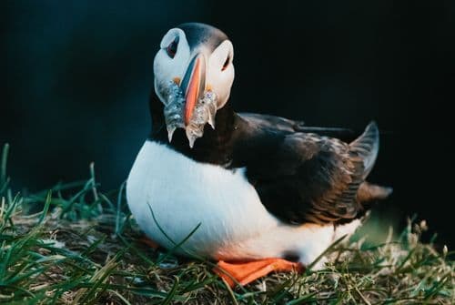 photo of a puffin